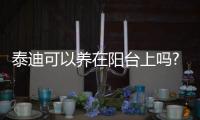泰迪可以養在陽臺上嗎?
