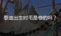 泰迪出生時(shí)毛是卷的嗎？泰迪狗出生的時(shí)候毛就是卷毛嗎?