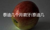 泰迪幾個(gè)月磨牙(泰迪幾個(gè)月磨牙期)