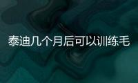 泰迪幾個月后可以訓(xùn)練毛發(fā)？泰迪幾個月就可以訓(xùn)練
