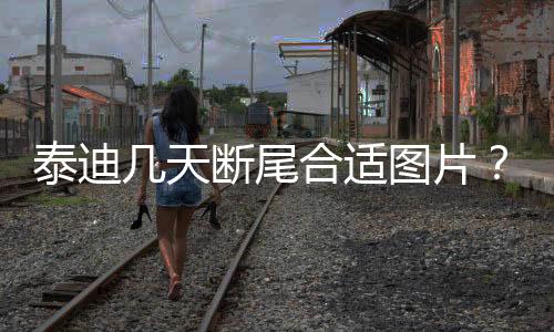 泰迪幾天斷尾合適圖片？泰迪小犬幾天斷尾