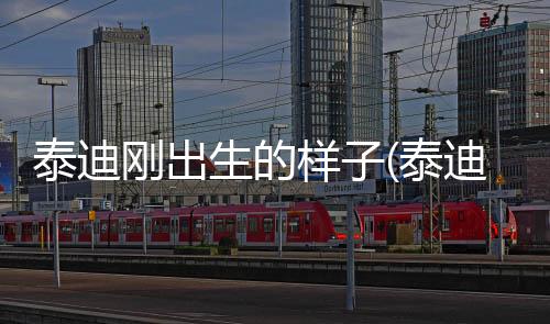 泰迪剛出生的樣子(泰迪剛出生怎么喂養)