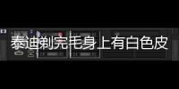 泰迪剃完毛身上有白色皮屑(泰迪剃完毛以后抑郁了)