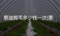 泰迪剪毛多少錢一次(泰迪剪毛需要什么工具)