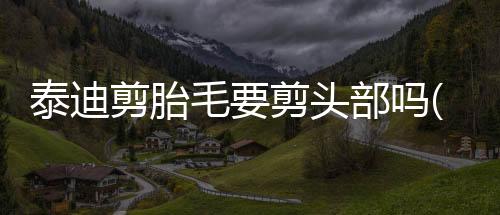 泰迪剪胎毛要剪頭部嗎(泰迪多久剪胎毛)