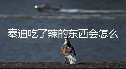 泰迪吃了辣的東西會怎么樣(泰迪吃米飯會怎么樣)