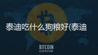 泰迪吃什么狗糧好(泰迪吃什么)