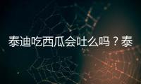 泰迪吃西瓜會吐么嗎？泰迪吃西瓜吐了怎么辦