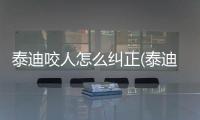 泰迪咬人怎么糾正(泰迪狗咬人怎么辦才能讓它不咬人)