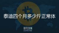 泰迪四個(gè)月多少斤正常體重圖片
