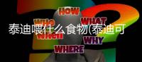 泰迪喂什么食物(泰迪可以喂什么)