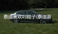 泰迪喜歡叼鞋子(泰迪喜歡咬鞋子)