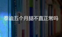 泰迪五個月腿不直正常嗎？泰迪五個月腿不直怎么回事