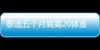泰迪五個月肩高20體重4斤(泰迪五個月肩高26會長多大)