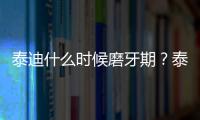 泰迪什么時候磨牙期？泰迪什么時候磨牙齒