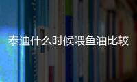 泰迪什么時候喂魚油比較好(泰迪什么時候可以吃干狗糧)