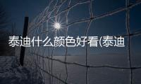 泰迪什么顏色好看(泰迪不斷尾好看嗎)