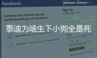 泰迪為啥生下小狗全是死的(串串狗和泰迪生下的小狗)