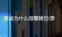 泰迪為什么縮著睡覺(泰迪冬天在外面睡覺會冷嗎)