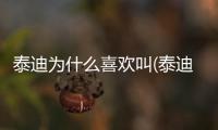 泰迪為什么喜歡叫(泰迪為什么喜歡站立)