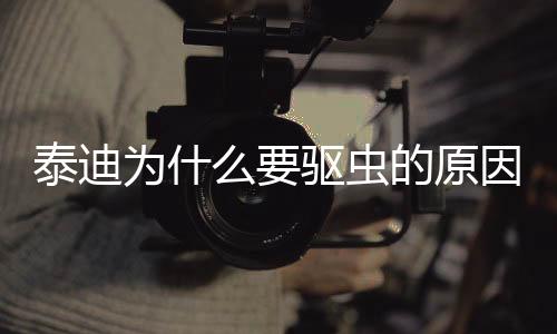 泰迪為什么要驅(qū)蟲的原因(泰迪為什么驅(qū)蟲完老是搖頭)