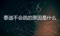 泰迪不會跳的原因是什么？泰迪不會跳怎么回事