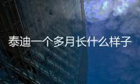 泰迪一個多月長什么樣子(泰迪一個月大的照片)