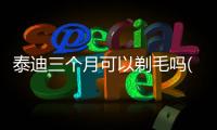 泰迪三個(gè)月可以剃毛嗎(泰迪三個(gè)月剃毛會(huì)不會(huì)太早了)