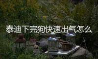 泰迪下完狗快速出氣怎么回事(泰迪下完狗快速出氣怎么辦)