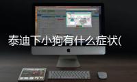 泰迪下小狗有什么癥狀(泰迪小狗什么樣)