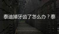 泰迪掉牙齒了怎么辦？泰迪狗狗掉牙正常嗎