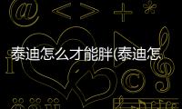 泰迪怎么才能胖(泰迪怎么才能不長個)