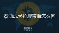 泰迪成犬拉屎帶血怎么回事？泰迪狗拉屎帶血