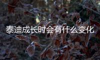 泰迪成長時會有什么變化嗎(泰迪狗的成長期是多長時間)