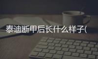 泰迪斷甲后長什么樣子(泰迪斷甲有什么好處)