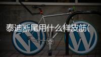泰迪斷尾用什么樣皮筋(泰迪沒斷尾怎么辦)
