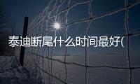 泰迪斷尾什么時間最好(泰迪狗斷尾留多長合適)