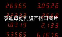 泰迪母狗剖腹產(chǎn)傷口圖片，泰迪破腹產(chǎn)