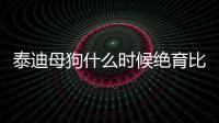 泰迪母狗什么時候絕育比較好(泰迪母狗需要做絕育嗎)