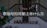 泰迪母狗需要注意什么東西呢？母泰迪犬