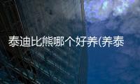 泰迪比熊哪個好養(yǎng)(養(yǎng)泰迪和比熊哪個省心)