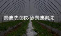 泰迪洗澡教程(泰迪狗洗澡后眼睛睜不開怎么回事)