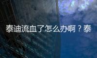 泰迪流血了怎么辦啊？泰迪狗流血了怎么辦