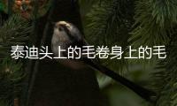 泰迪頭上的毛卷身上的毛不卷怎么回事？泰迪頭上毛卷身上不卷