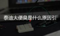泰迪大便臭是什么原因引起的？泰迪大便臭是什么原因造成的