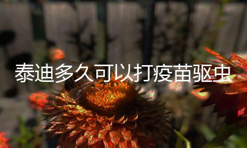 泰迪多久可以打疫苗驅蟲(泰迪多久能洗澡)