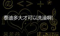 泰迪多大才可以洗澡啊(泰迪多大發(fā)育成熟)