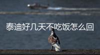 泰迪好幾天不吃飯怎么回事(泰迪突然好幾天不吃飯怎么回事)
