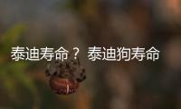 泰迪壽命？ 泰迪狗壽命