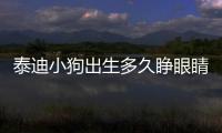 泰迪小狗出生多久睜眼睛(泰迪小狗怎么訓練大小便)